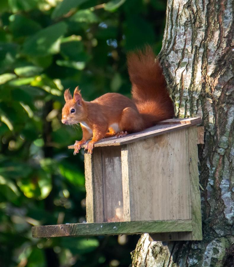 Red Squirrel Holiday Home In The Countryside, 10 Mins To Lligwy Beach Llandyfrydog Ngoại thất bức ảnh